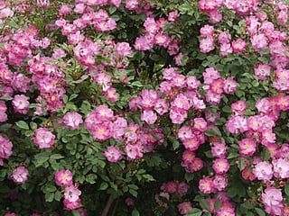 26 ラベンダー・ドリーム（Rosa Lavender Dream）