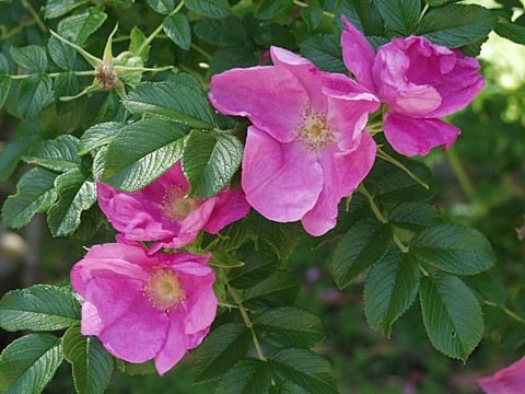 ハマナス（Rosa rugosa）