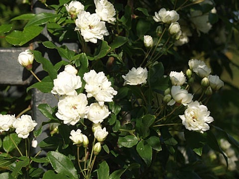 モッコウバラ（Rosa banksiae）