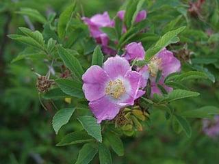 タカネバラ（Rosa nipponensis）