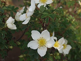 ロサ・ピンピネリフォリア（Rosa pimpinellifolia）
