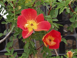 ロサ・フォエティダ-ビコロール（Rosa foetida bicolor）