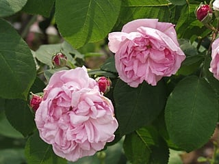 04 ケンティフォリア・ファンテゥン・ラトゥール（ Rosa Centifolia Fantin-Latour）