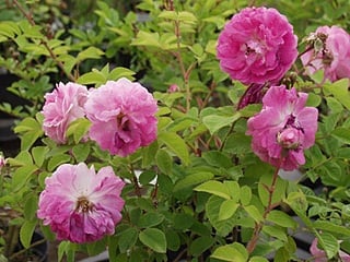 05 セブンシスターズ（Rosa multiflora platyphylla）