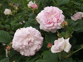 06 ダマスク・グレート・メイドンズ・ブラッシュ（Rosa damascena Great Maiden's Blush）