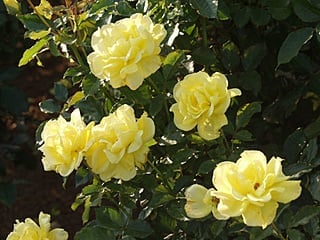 20 フリージア（Rosa Friesia）