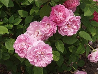 24 メアリーローズ（Rosa Mary Rose）
