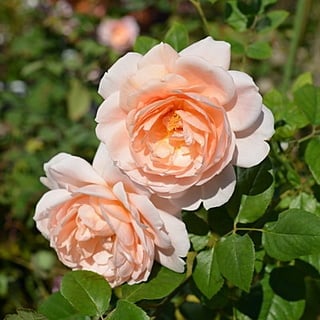 アンブリッジ・ローズ（Rosa Ambridge Rose）