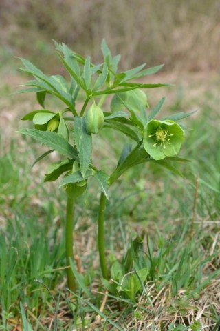 ヴィリディス（H.viridis）・イタリア